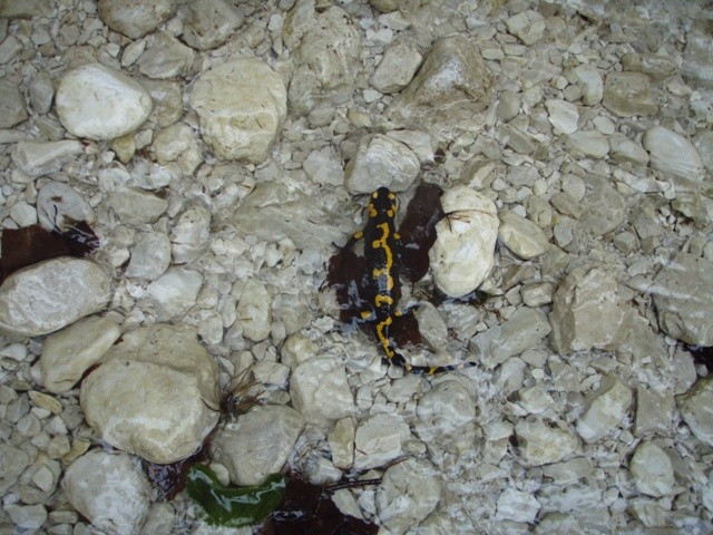 V0000062.JPG - 111.91 kb