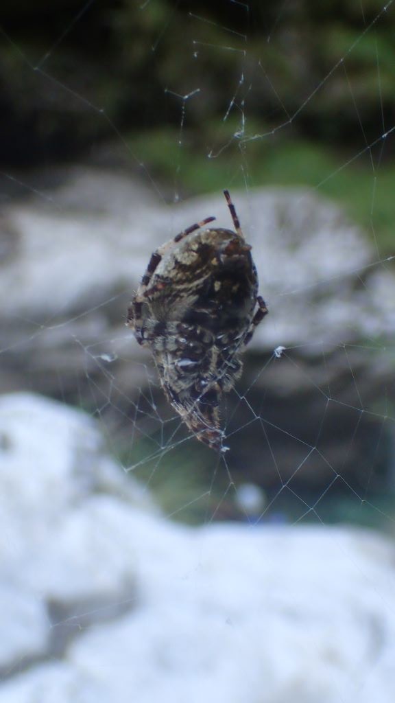 P8130368.JPG - 57.03 kb