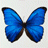 butterfly.gif - 2.71 kb