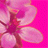 pinkflower.gif - 2.92 kb