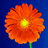 redflower.gif - 2.76 kb